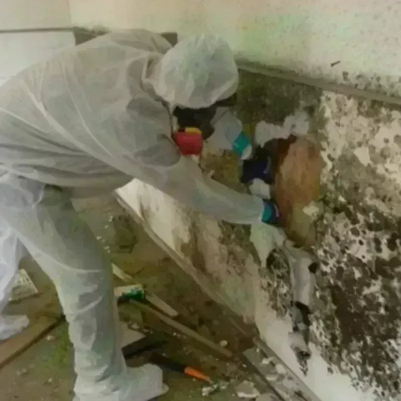 Mold Remediation and Removal in Bridgeville, PA